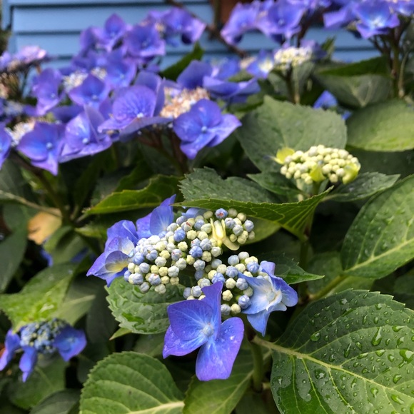 Meet your Posher, Celine - Picture 1 of 1